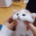 cute cute