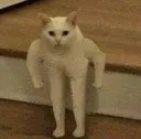 stongcato Discord Emoji