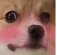 hDogeflushed Discord Emoji