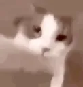 OmniHug