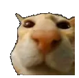 cat_stare