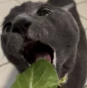 ch_goosechomp ch_goosechomp