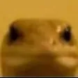 LIZARD LIZARD