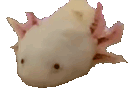 zaxolotlpopcat Discord Emoji
