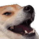 adhdkekdoge