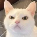 madcatter