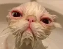 angiscir