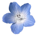 blue_flower Discord emoji