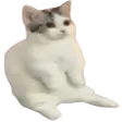 catsittingverycomfortably