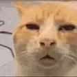 huhcat
