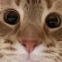 catstare