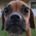 doggysad2