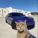 gatocausa