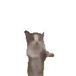 catcatcatcat