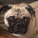 whatthepug Discord emoji