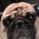 pugh Discord emoji