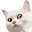 Shockedcat ShockedCat Discord Emoji