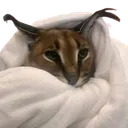 Blanket_Flop