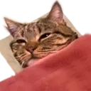 BedgeCat Discord Emoji