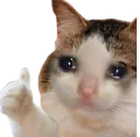 catCry catCry