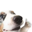 tdogYas tdogYas