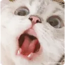 Meow2 meow2 Discord Emoji