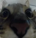 sniffsaggressively