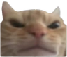 catangry Discord emoji