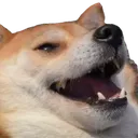 Dogekek dogekek Discord Emoji