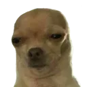 whydoge whydoge