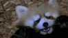 3030redpandahungry Discord emoji