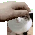 pet_the_wawa