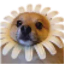sundawg