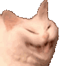 Catkek Discord Emoji