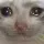 sadcat