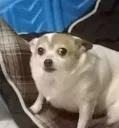 scareddog