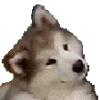 confuseddog_mutuals