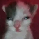 Cat5 cat5 Discord Emoji