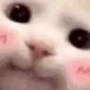 uwu