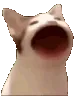 popcat