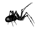 Spider_1 Spider_1