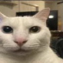 cat_tieso Discord emoji