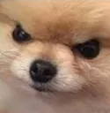Grrrr