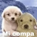 amigo