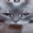 catgone