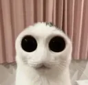 thegaze