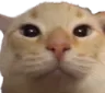 CatWtf