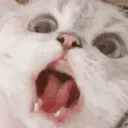 catscream