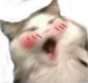 kattowow Discord Emoji