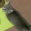 cat_pray